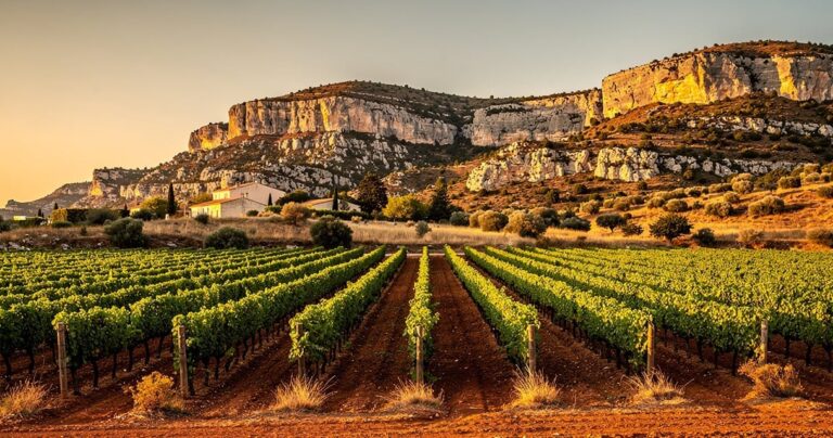 Vignoble du Languedoc au coucher du soleil avec garrigue et collines calcaires