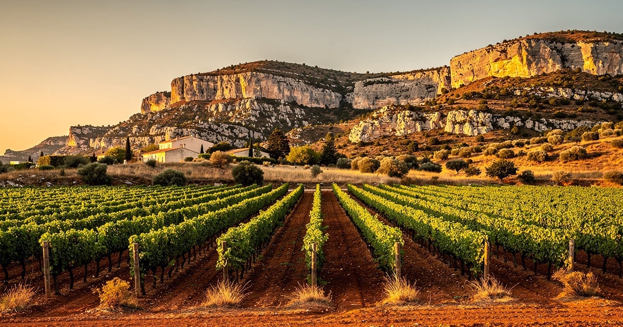 Vignoble du Languedoc au coucher du soleil avec garrigue et collines calcaires